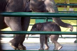 Bayi Gajah Sumatra Lahir di Kebun Binatang Surabaya