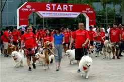 Royal Canin Gelar Dog Walk 2019 di ICE BSD