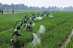 Bayer Gelar Fungisida Massal Serentak di 100 Titik Seluruh Indonesia