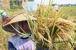 Panen Raya Daerah Irigasi Pesantren Kletak Pekalongan