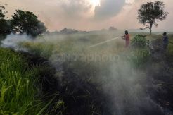 Kebakaran Lahan di Palembang Dekati Persawahan Warga