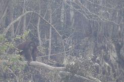Orang Utan di Kalteng Terdampak Kabut Asap