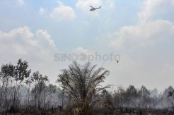 Helikopter BNPB Lakukan Water Bombing di Area Karhutla Pekanbaru