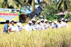 Petani di Bontang Inisiasi Lokakarya dan Panen Raya Padi Organik