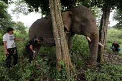 Winggo Jalani Perawatan Akibat Diserang Kawanan Gajah Liar