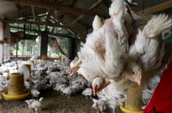 Jelang Natal, Peternak Berharap Harga Ayam Naik