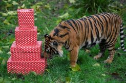 Asim, Harimau Sumatera Dapatkan Kado Natal di Kebun Binatang London