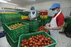 PT Sayuran Siap Saji Produksi 130 Ton Sayuran untuk Horeka