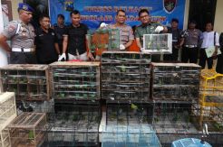 Ditpolair Polda Jatim Gagalkan Penyelundupan Burung Cucak Hijau