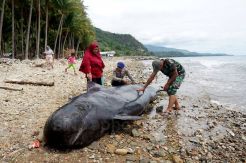 Paus Pilot Terdampar di Pantai Gorontalo