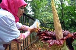 Bungai Bangkai Mekar Sempurna di Kebun Raya Bogor