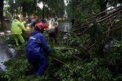 Puluhan Pohon di Surabaya Tumbang Akibat Hujan dan Angin Kencang