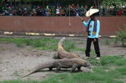 Begini Aksi Keeper Talk Komodo di Kebun Binatang Surabaya