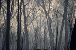 Satu Miliar Hewan Tewas Akibat Kebakaran Hutan Australia