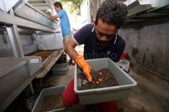 Budidaya Larva, Manfaatkan Sampah Rumah Tangga di Surabaya