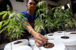 Polda Jatim Gerebek Tanaman Ganja Hidroponik