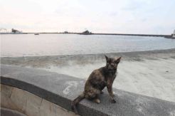 Suasana Pantai Ancol Pasca Penutupan Terkait Virus Korona