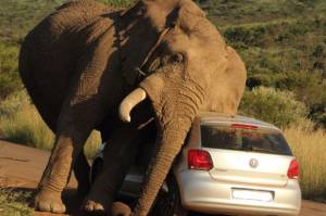 VW polo VW polo