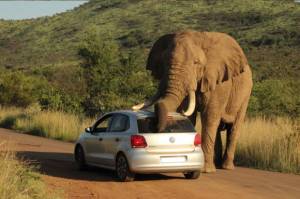 VW polo VW polo