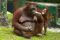 Orang Utan Ragunan