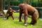 Orang Utan Ragunan
