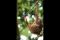 Orang Utan Ragunan