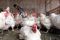 Ayam Picu Inflasi