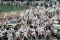 Aksi Innocence of Muslims