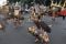 Karnaval Hindu