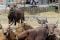 Harga Hewan Qurban