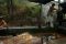 Penambang Minyak Tradisional