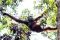 Orangutan Tanjung Puting