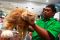 Kontes Kucing 2013