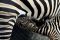 Mentari, anak zebra...