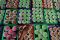 Lezatnya kue bolu khas...