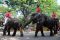 Gajah di Surabaya turut...