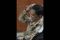 Sidang lanjutan Fathanah,...