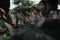 Ribuan personel TNI-AD...