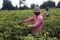 Petani panen cabe pasca...