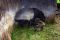 Anak Tapir Sumatera...