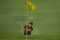 Persaingan pegolf top...
