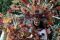 Meriahnya Karnaval Jakarta