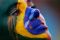 Duka Suporter Brazil