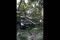Pohon Tumbang Timpa...