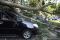 Pohon Tumbang Timpa...