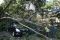 Pohon Tumbang Timpa...
