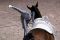 World Equestrian Games...