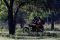 Pesona Baluran