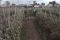 Erupsi Sinabung, Petani...