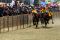 Lomba Karapan Sapi Piala...